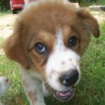 Reactive Rover 2 Day Camp