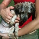 Fearful Fido Day Camp