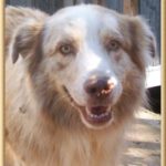 Reactive Rover Dog Training